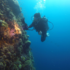 Cinematographer Justin Smith captures a coral wall in the Red Sea