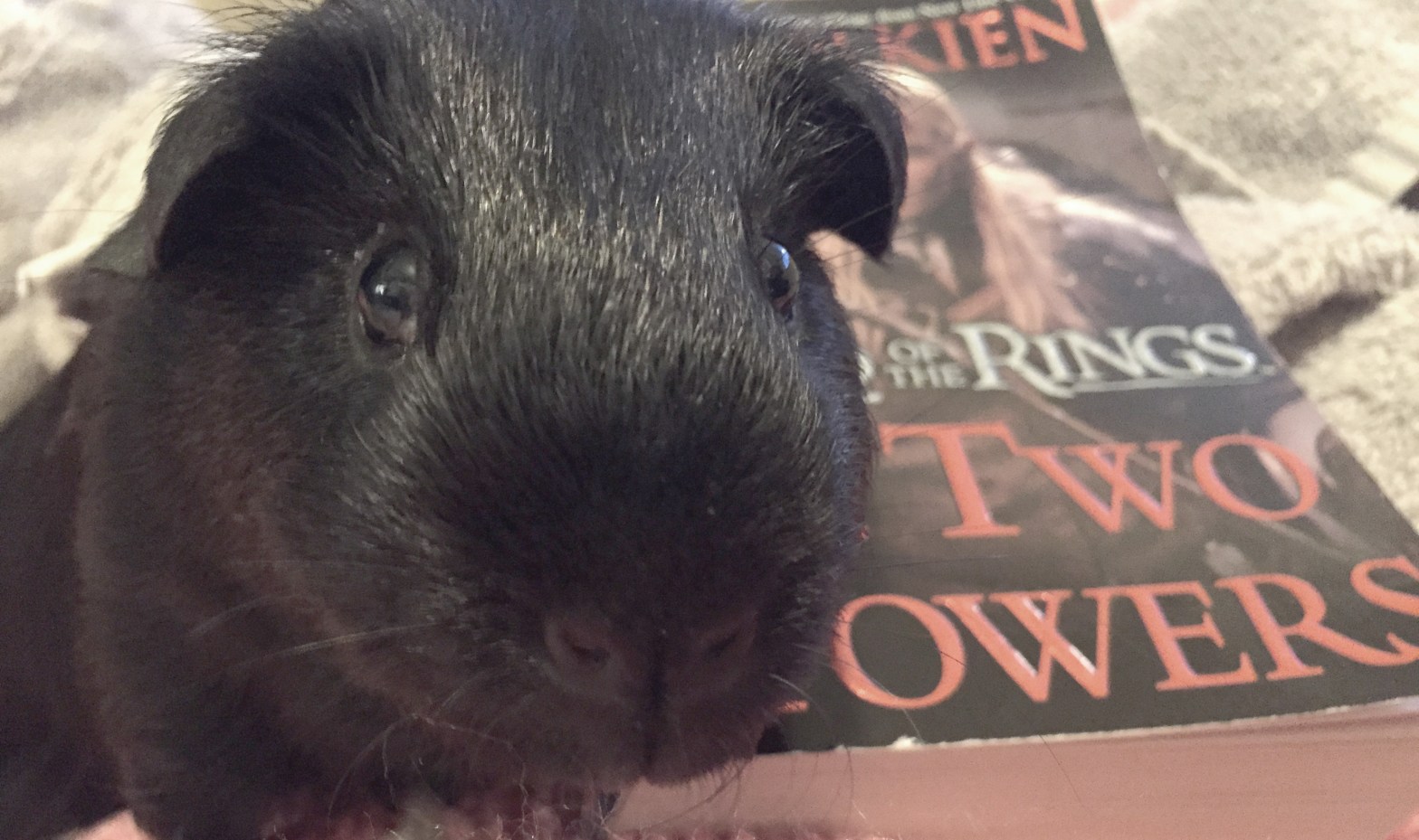 Frodo the guinea pig sitting on a book
