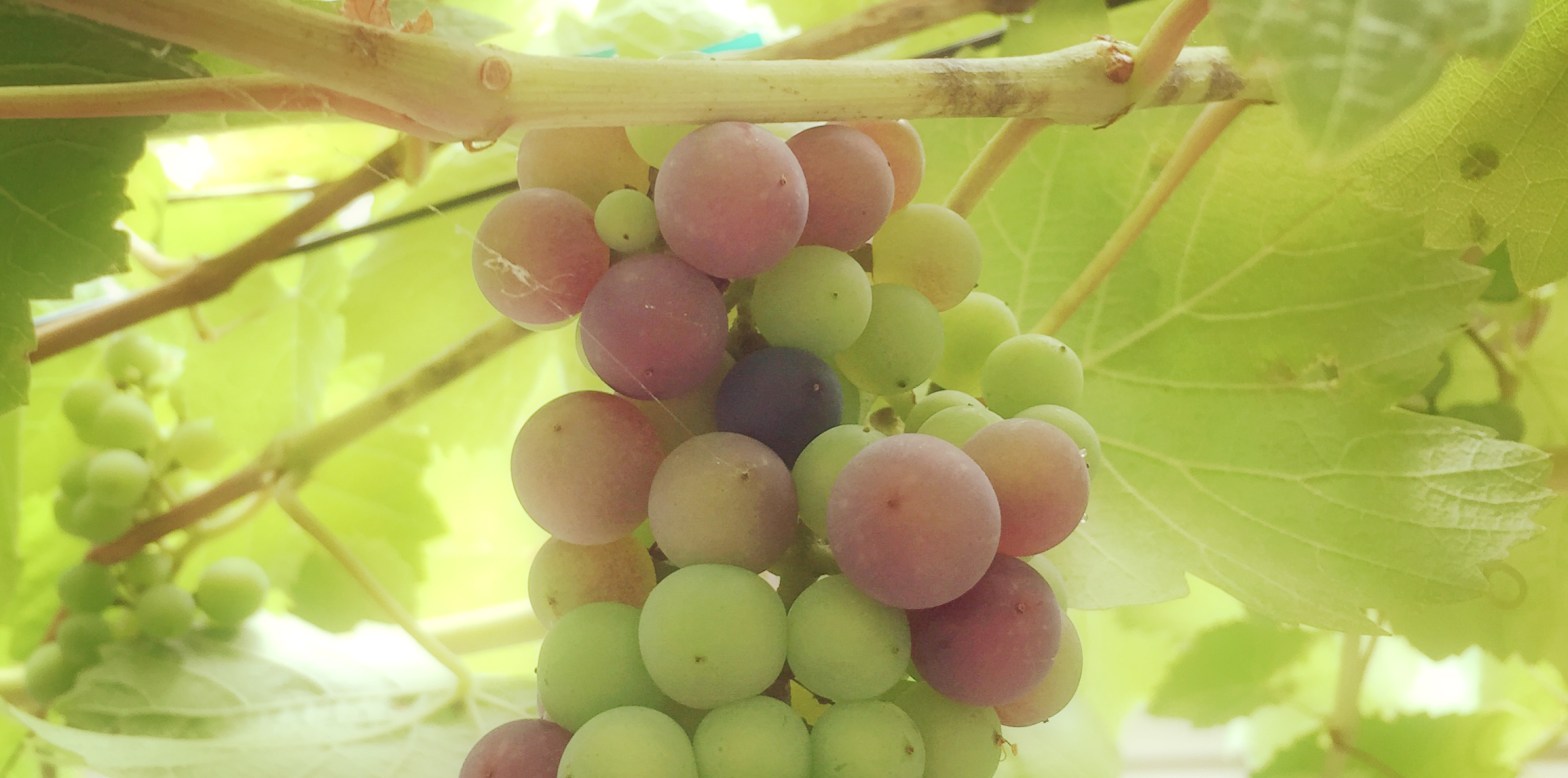 Grapes turning color