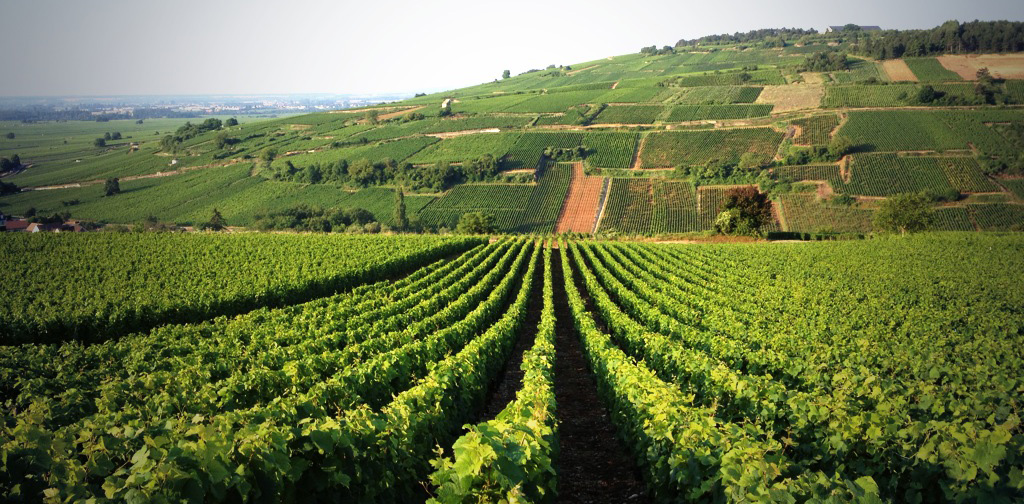 Vine rows in vineyard in Pommard