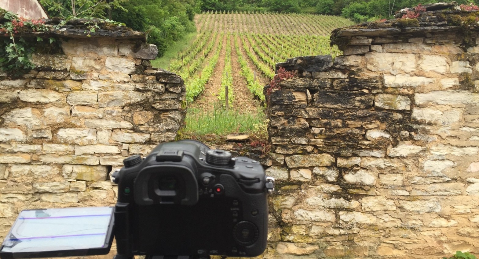 Camera and vineyard wall