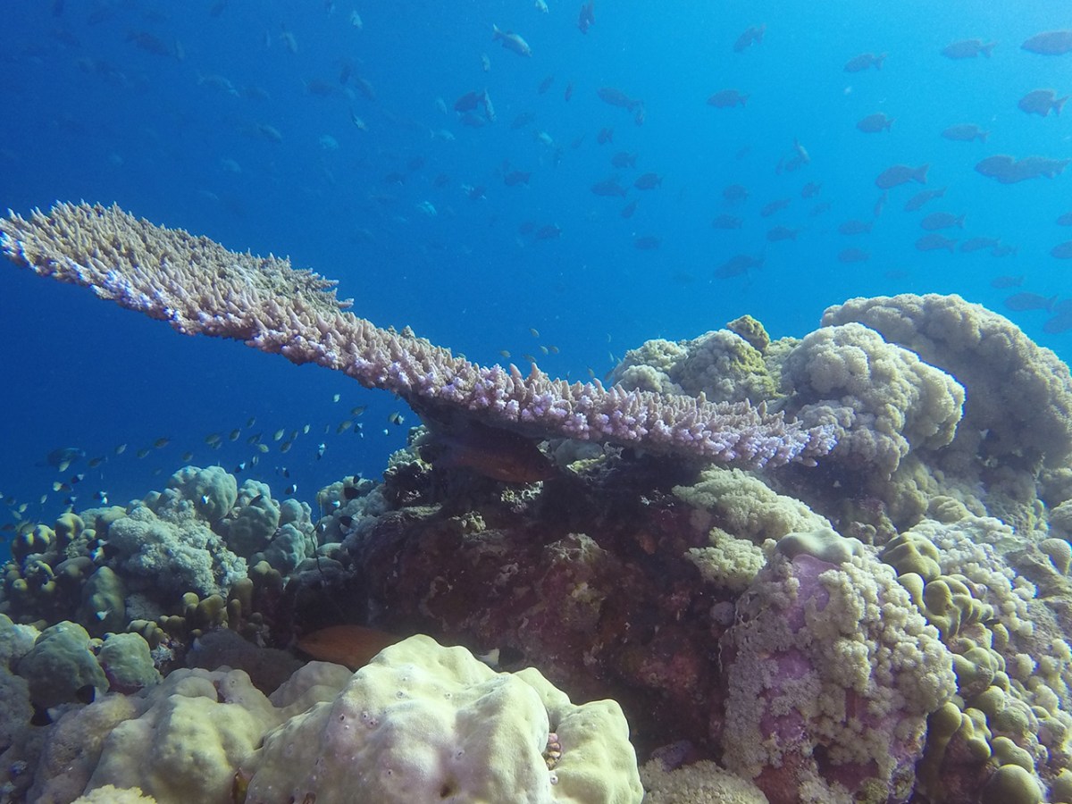 Searching for Shark&nbsp;Girl