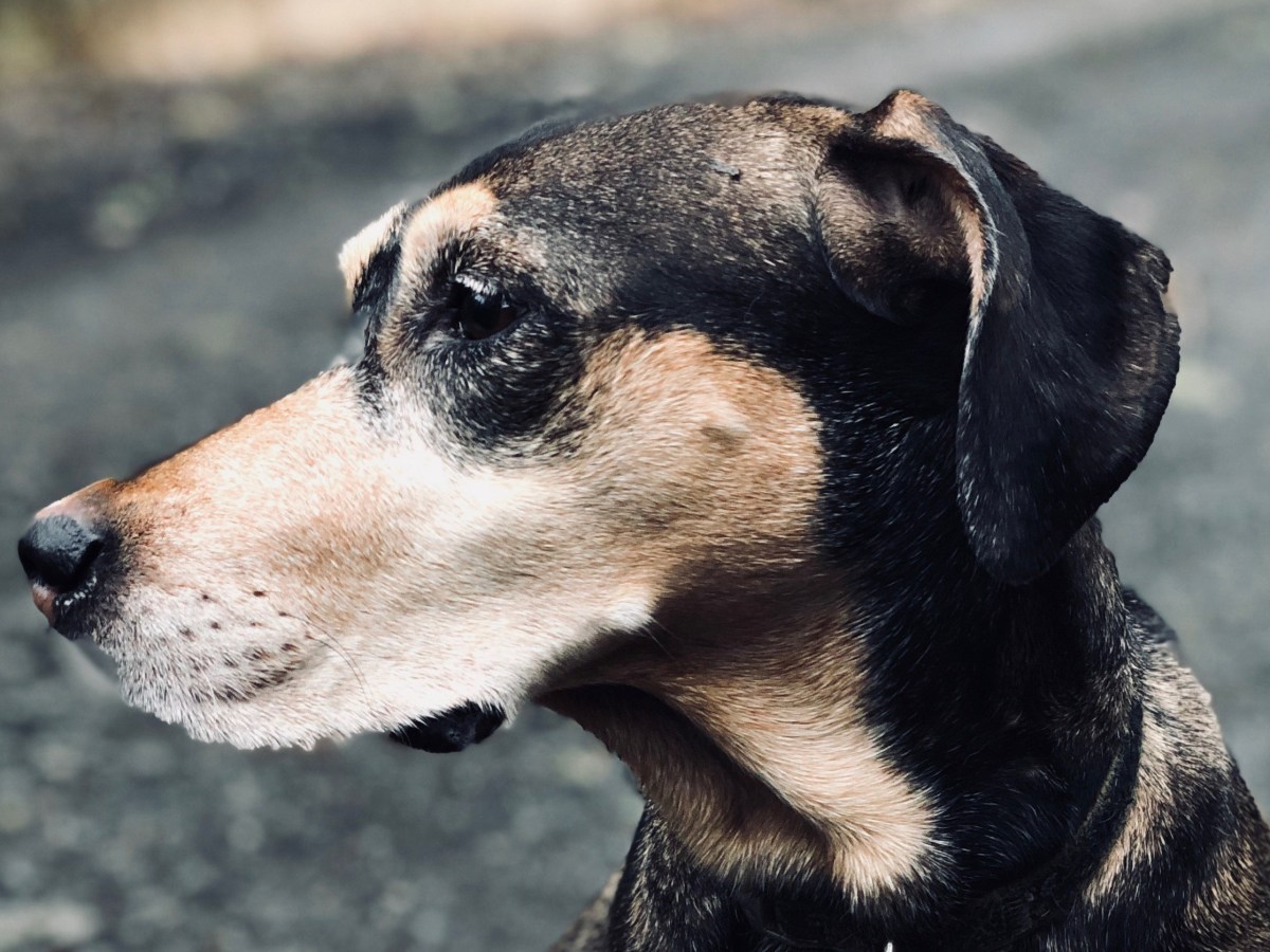 What my dog teaches me about&nbsp;writing