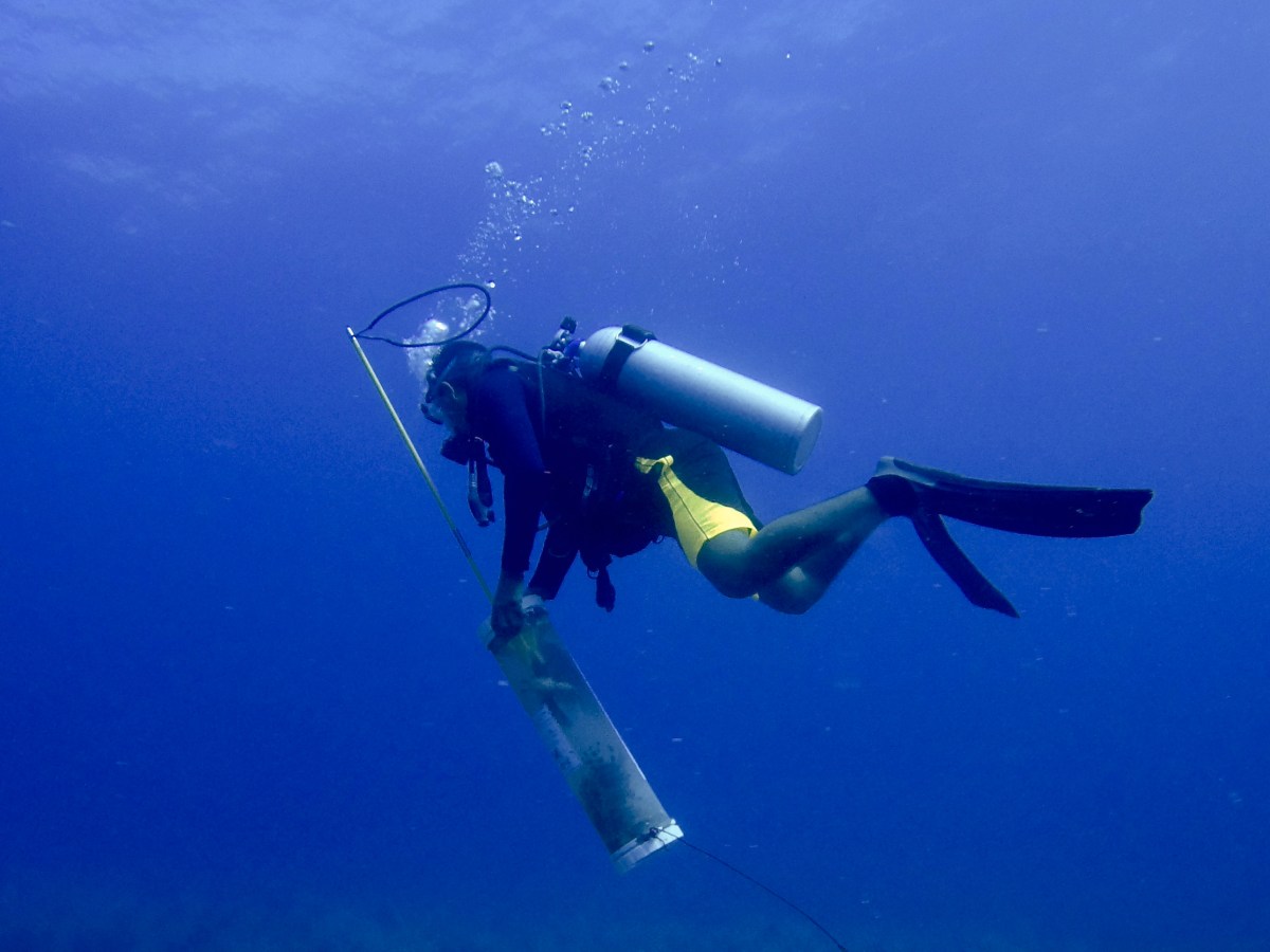 An Homage to&nbsp;Invasives